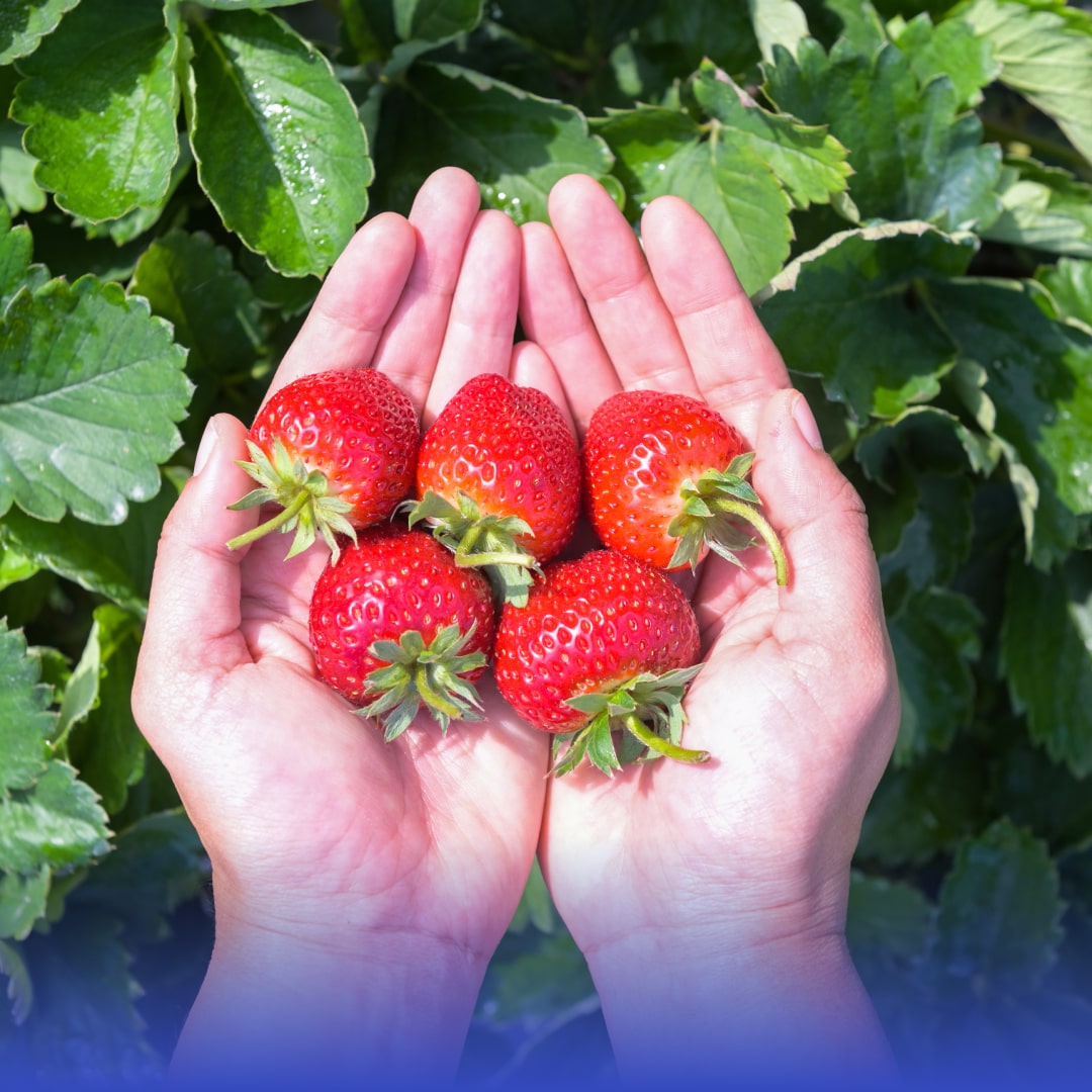 El impacto de la fresa en el sector agroalimentario