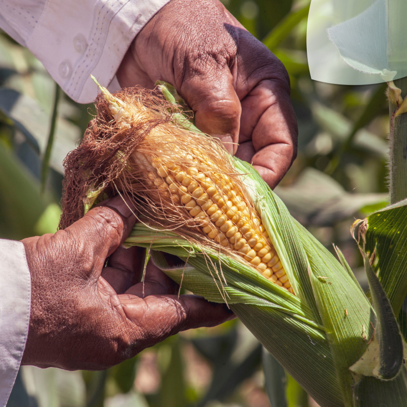 La cosecha de maíz en Estados Unidos (EE. UU.) preocupa a productores en México