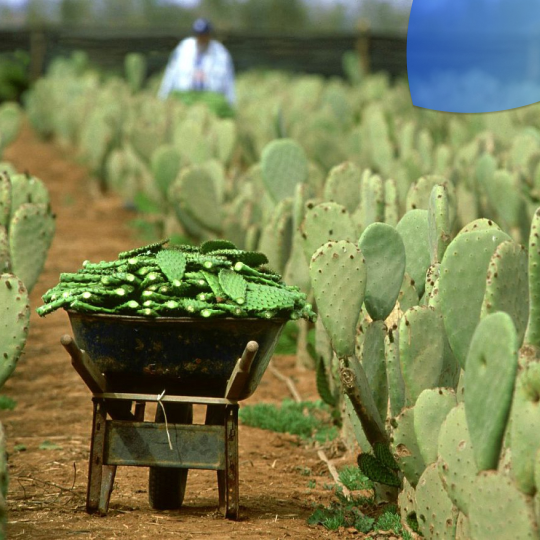 Le dicen adiós al maíz y ahora cambian a cultivos de nopal
