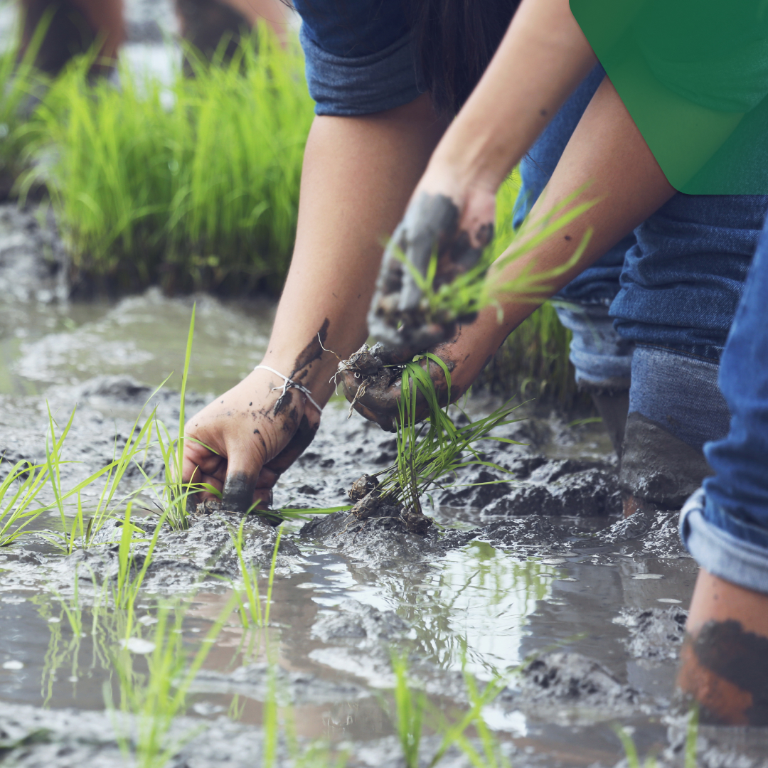 Lluvias y su impacto en la agricultura