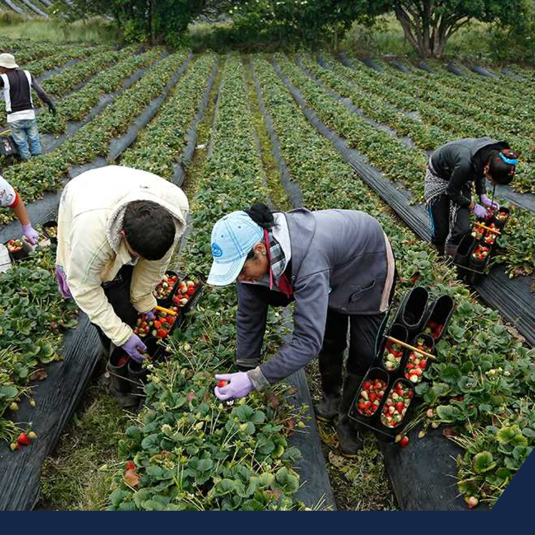 México se convierte en el 11° productor mundial de alimentos