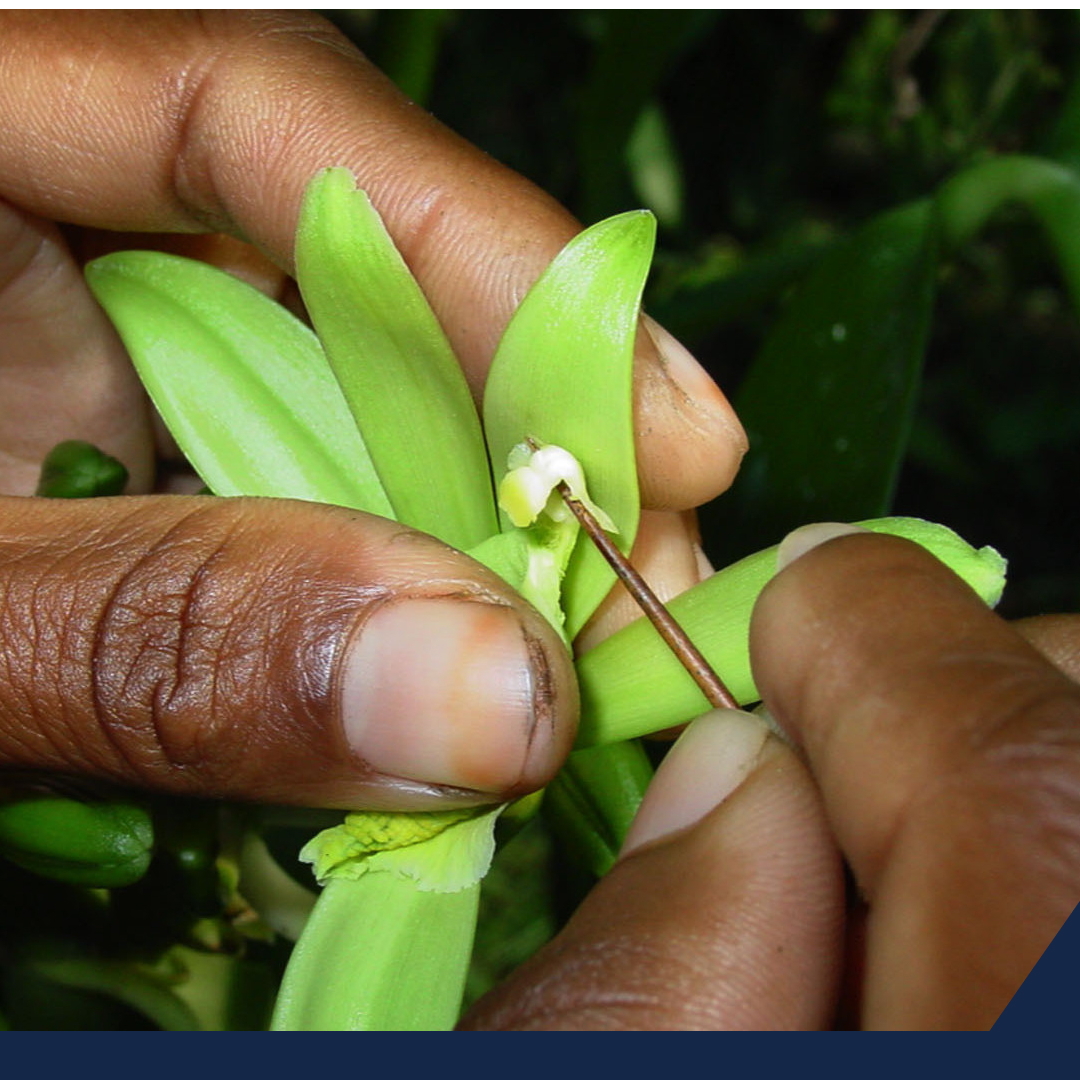 México, tercer productor de vainilla a nivel mundial y con preferencia en los mercados internacionales