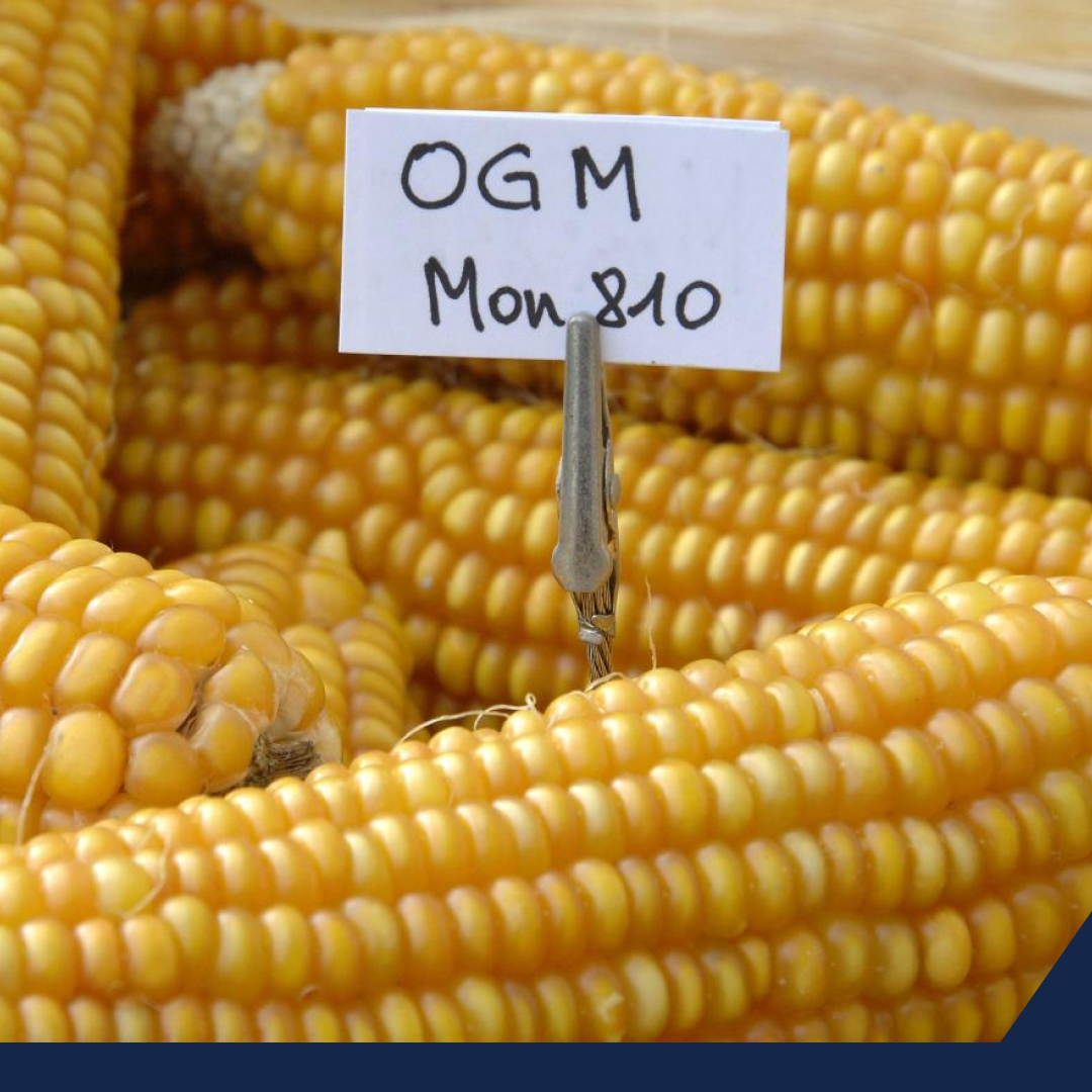 El maíz transgénico podrá ser importado para consumo animal, pero no para consumo humano.