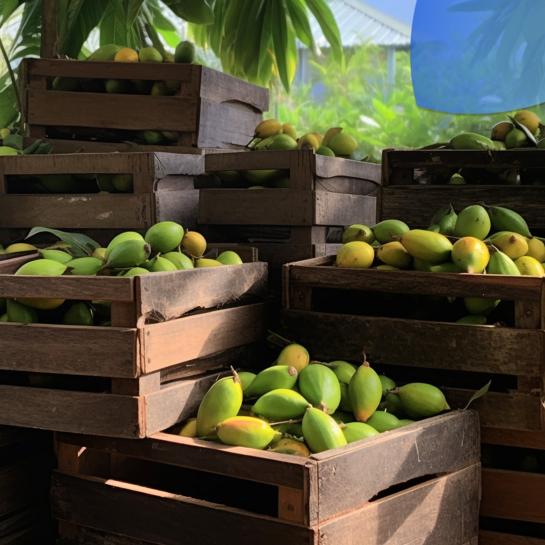 El mango mexicano: Un tesoro comercial en 2024