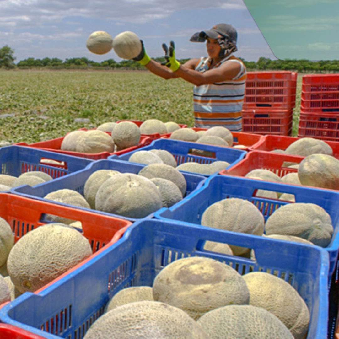 Melón es retirado de mercados por casos de salmonela