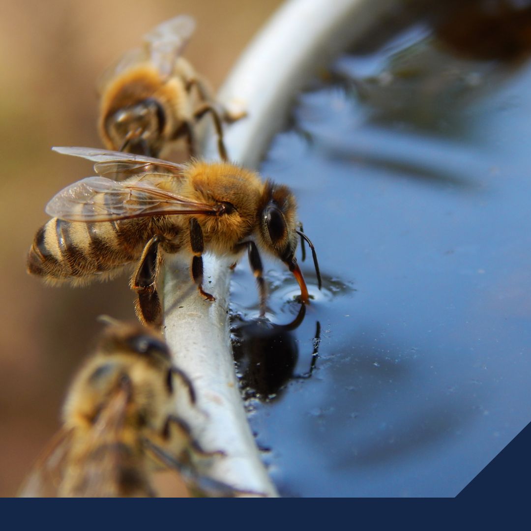 Muy golpeada la industria de miel de abeja en México