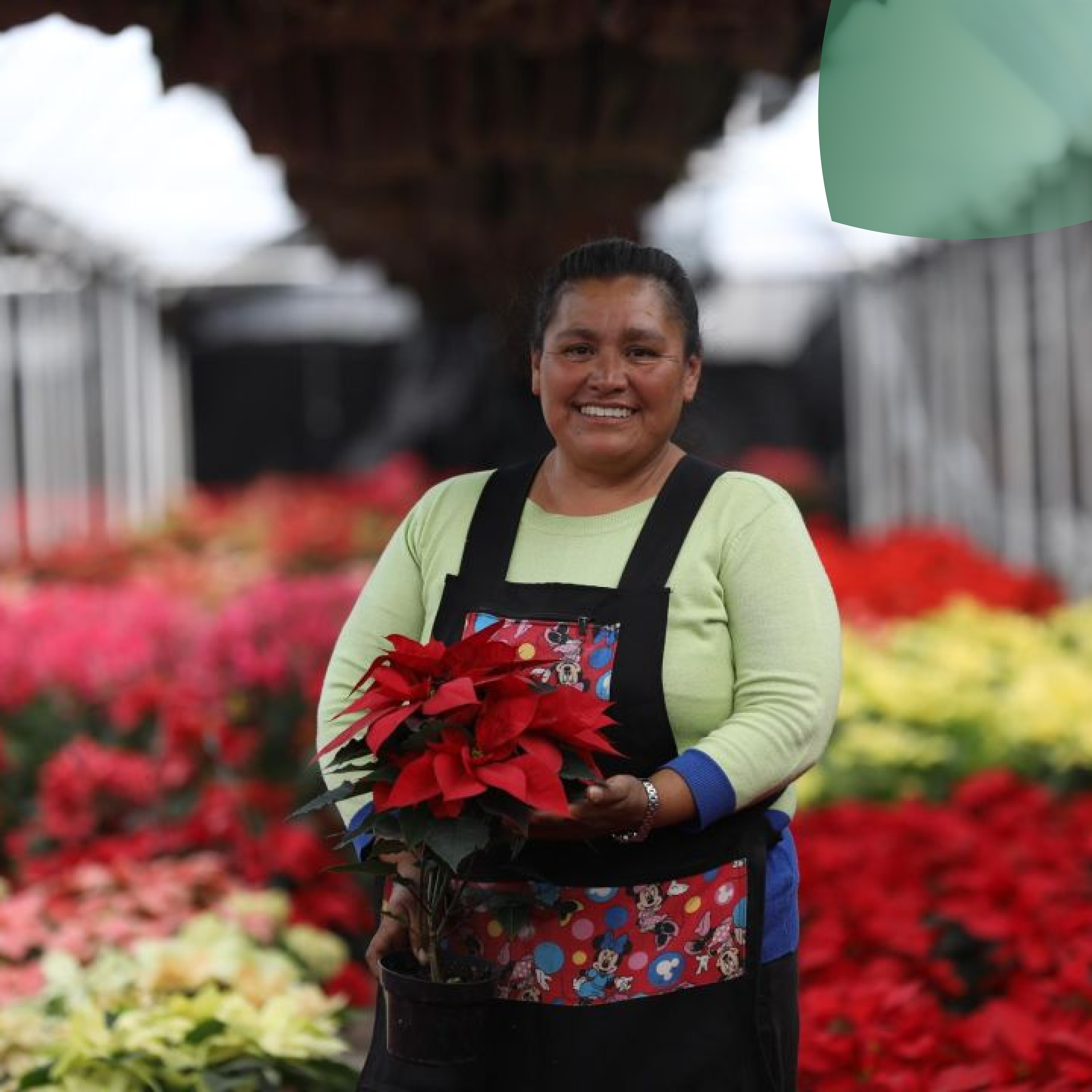 Nochebuena: la temporada de estas flores para iluminar con sus colores rojos brillantes