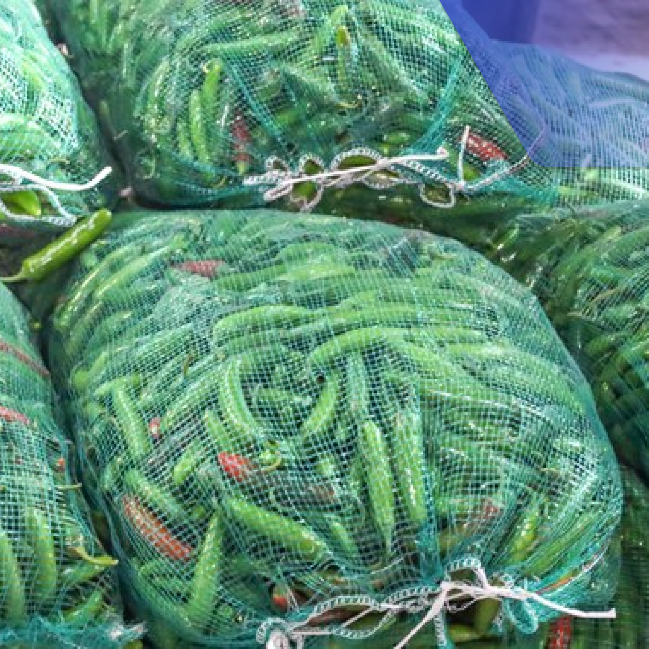 Orgullo agrícola: México está entre los principales productores de chile en el mundo