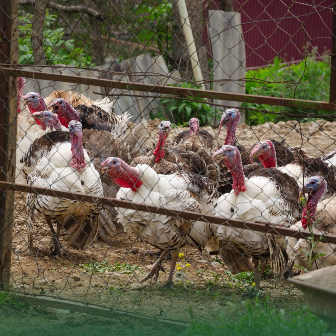 Pavo: un emblema de las celebraciones decembrinas