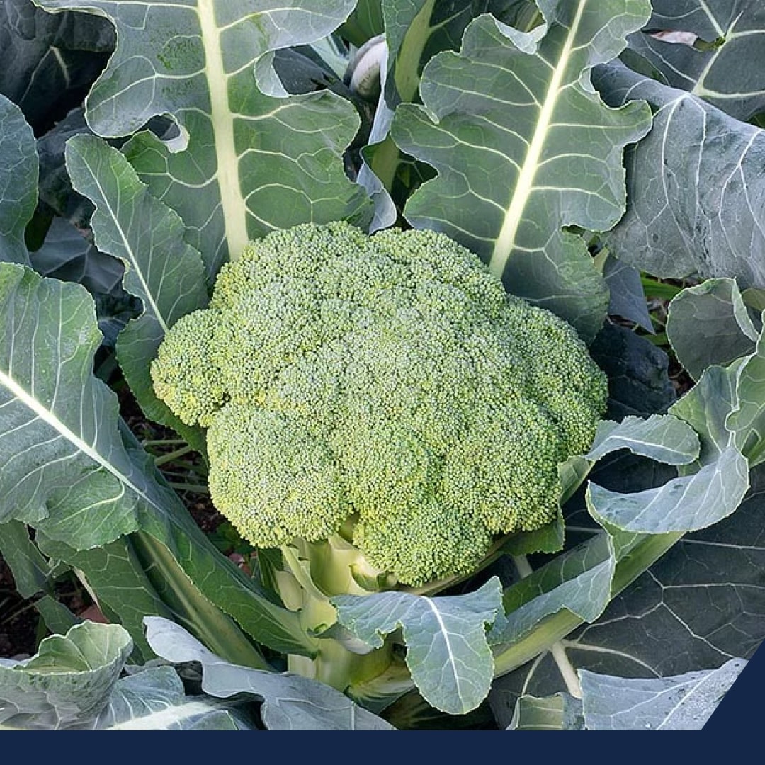 Establecimiento de periodo de veda para las crucíferas en Guanajuato