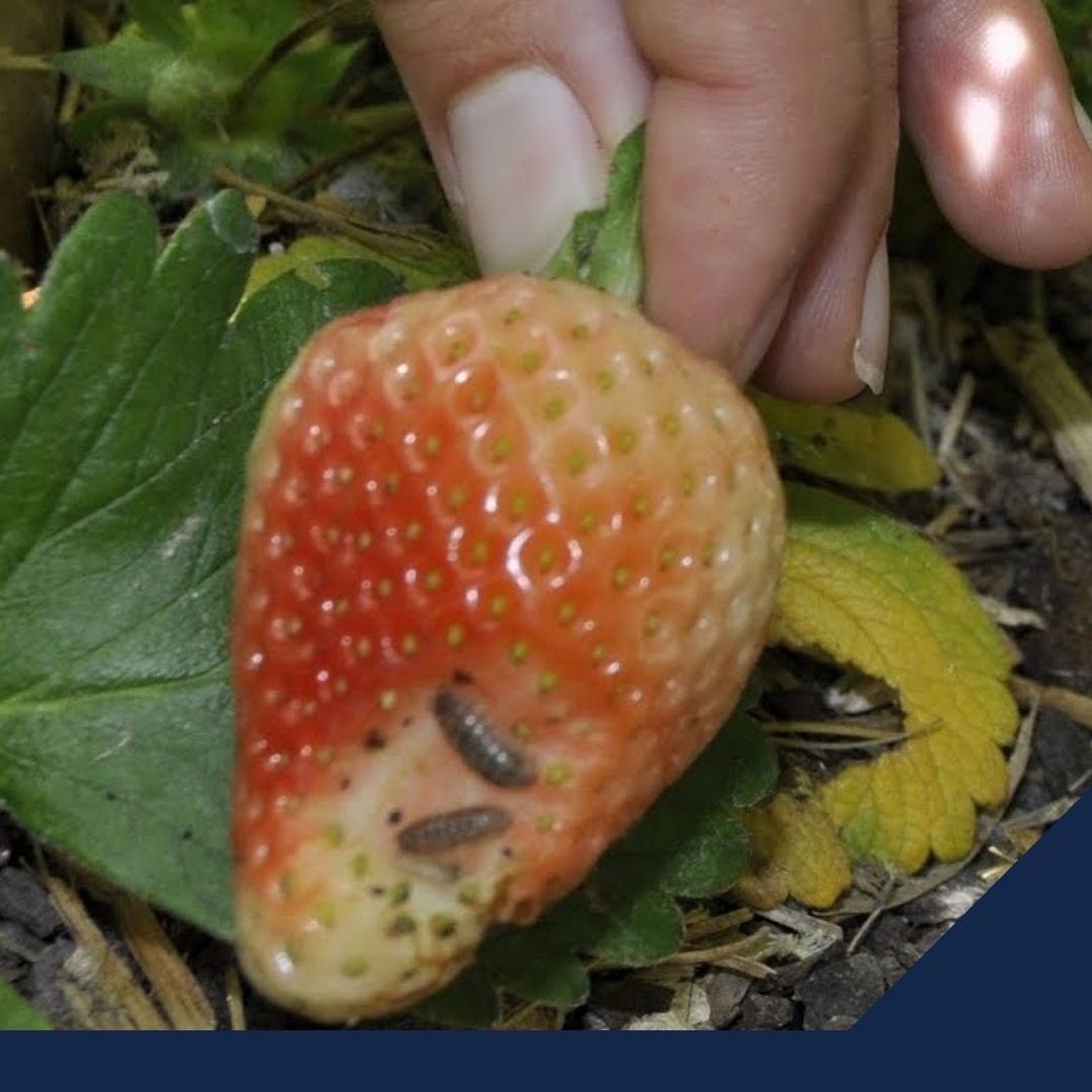 Por plagas y enfermedades se pierden hasta 40% de cultivos agrícolas en el mundo