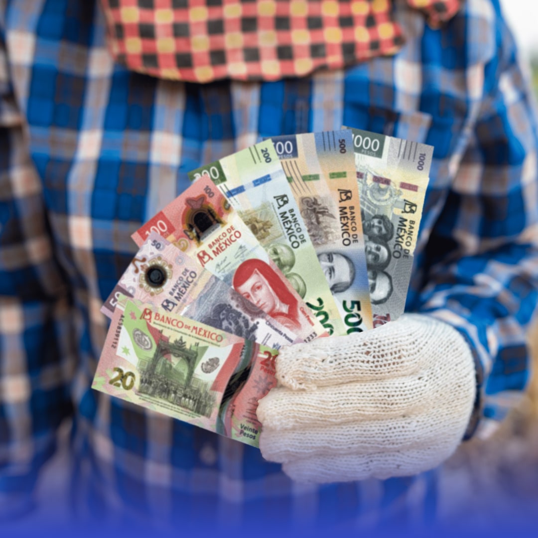 Precios agroalimentarios: conoce, analiza y potencia tus ganancias