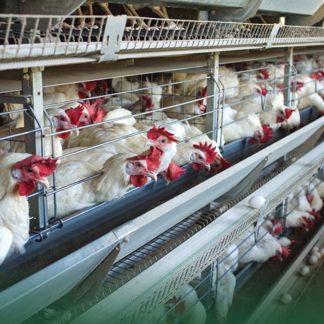 Precios del huevo siguen incrementando en EE. UU.