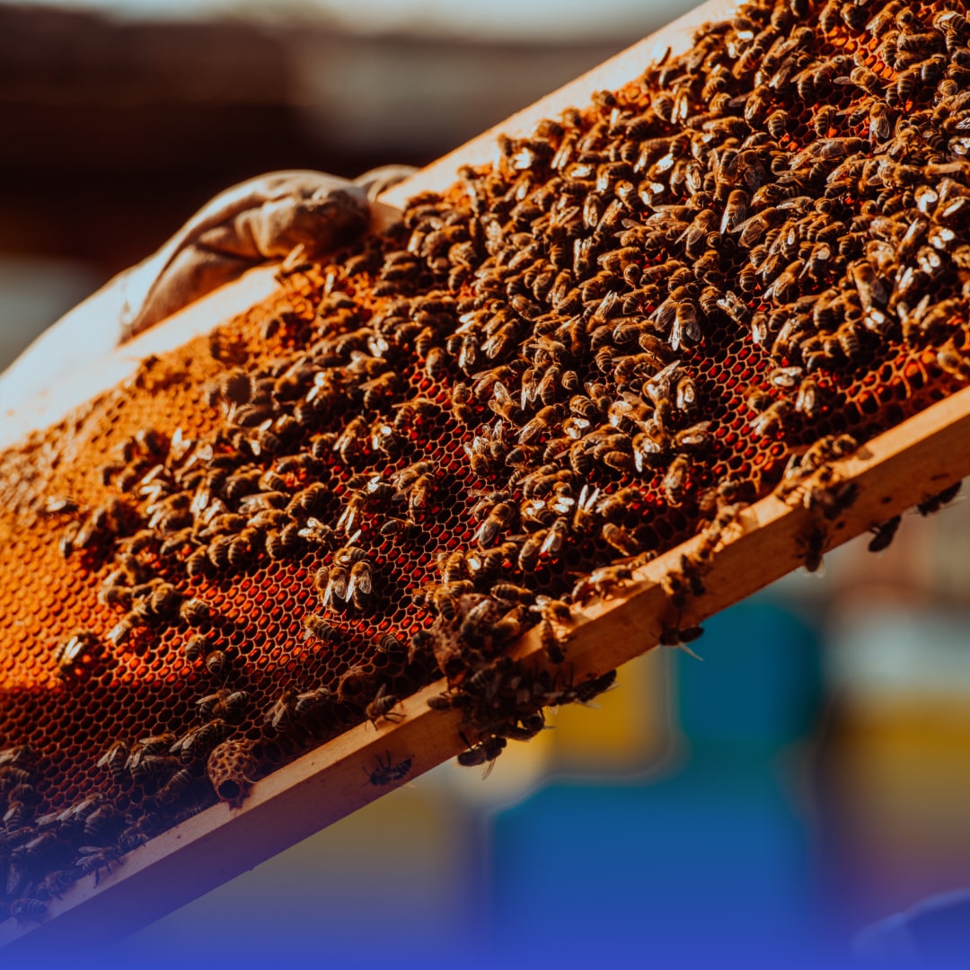 El Rol de las Abejas en la Polinización Agrícola