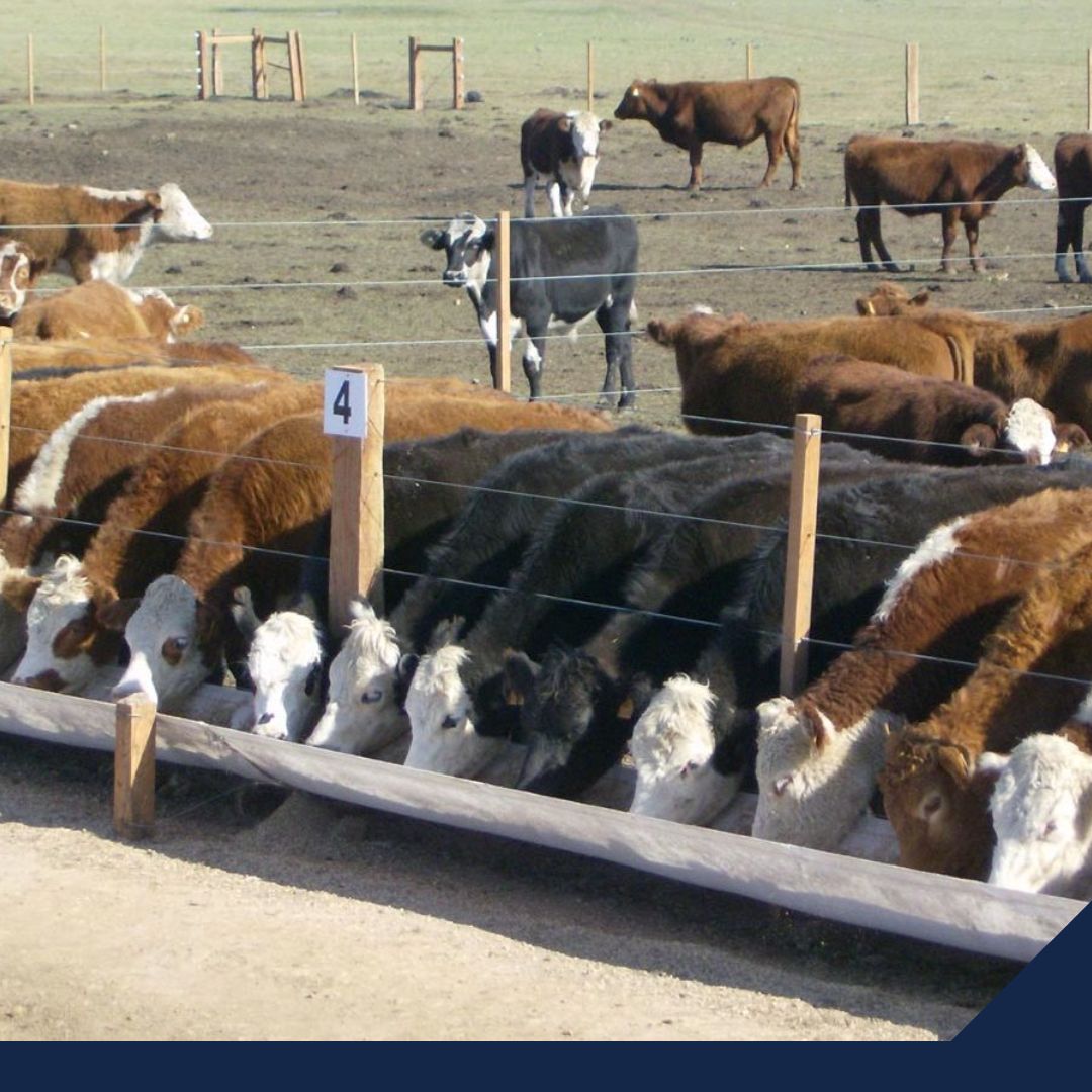 Todo legal: comercio de ganado bovino entre México y Guatemala