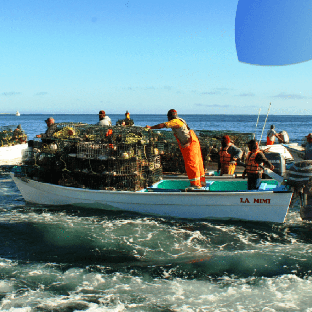 Langosta del Pacífico: zona de veda 2024