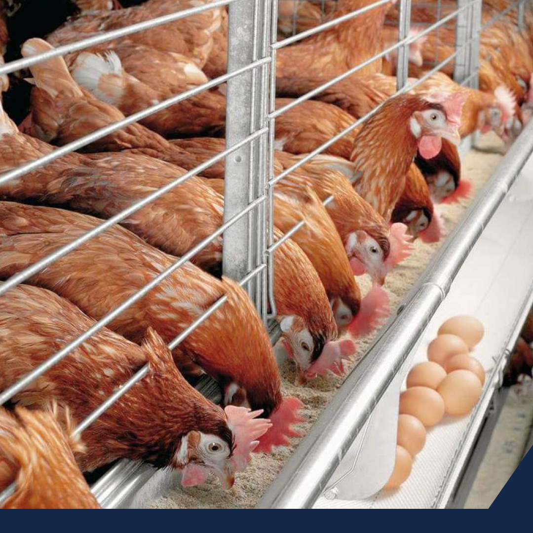 Venta clandestina de huevo en la frontera México-Estados Unidos ¿Qué está pasando con este producto avícola?