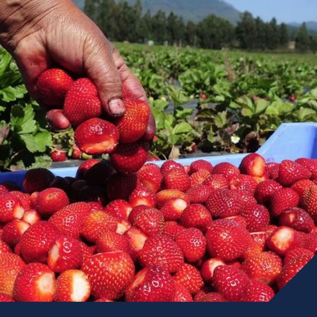 INEGI: Inflación se ubica en 7.99% en junio, su mayor nivel desde el año 2000