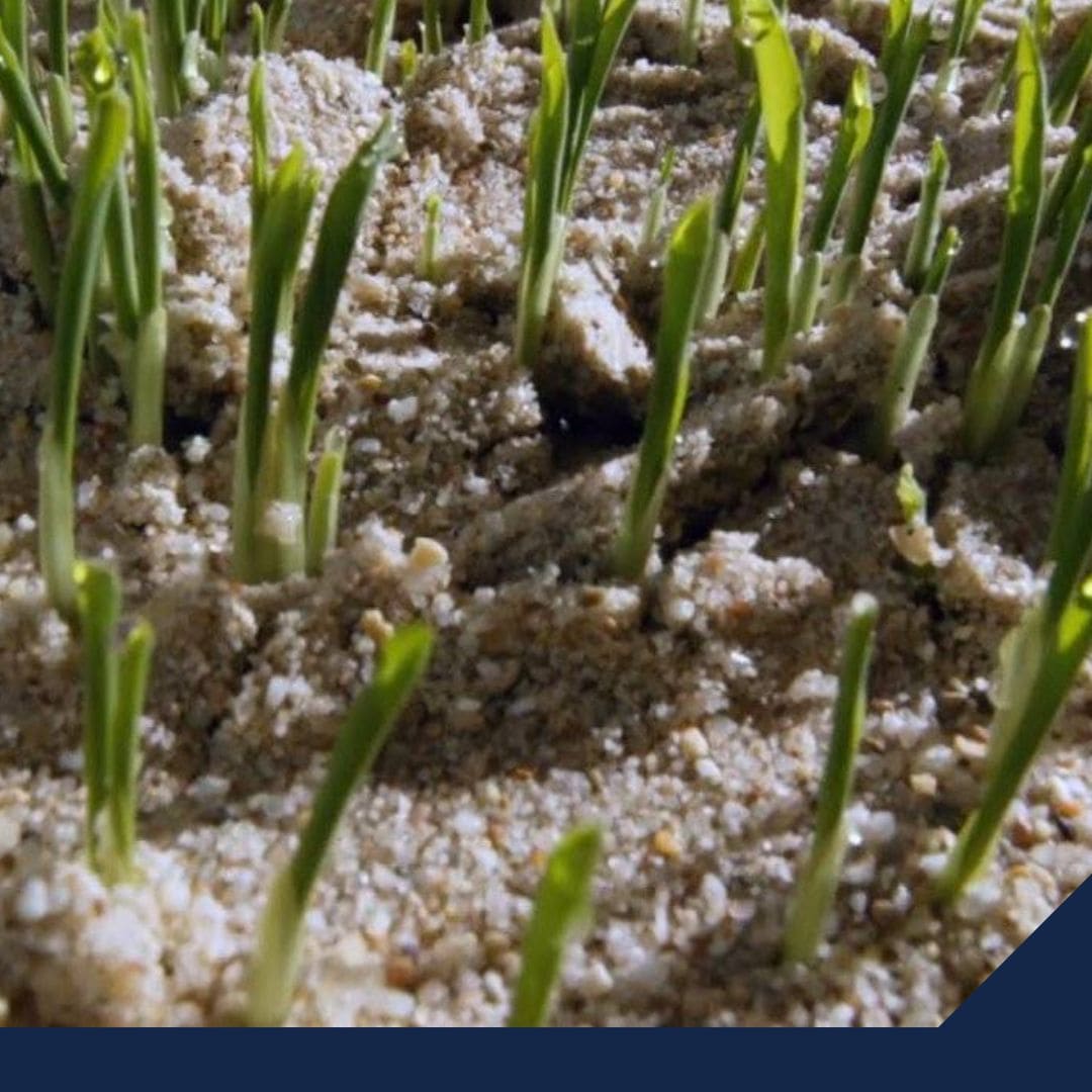 La importancia de los fertilizantes minerales y el futuro