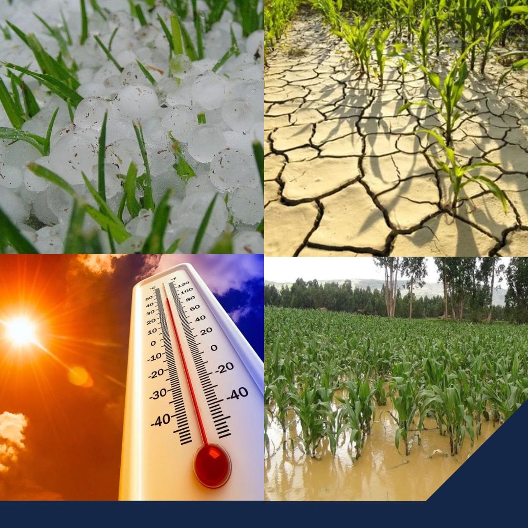 Nuevas tecnologías: la vía para la seguridad alimentaria