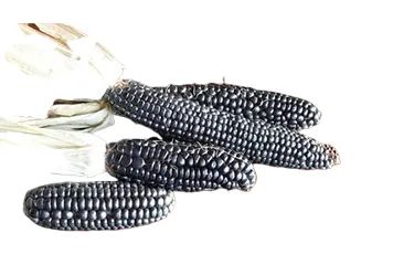 Imagen de Maíz Azul | Smattcom