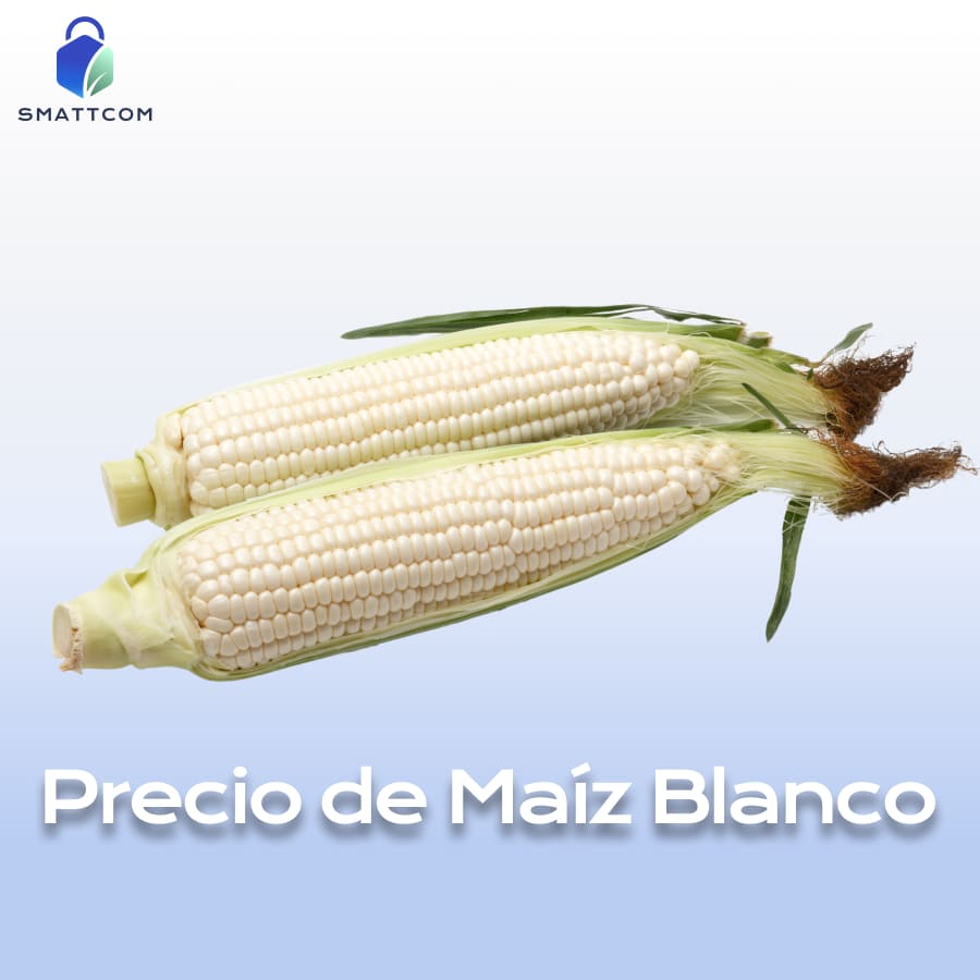 Imagen de MX Maíz Blanco | Smattcom
